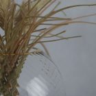 Classic spherical glass vase with gilded rim